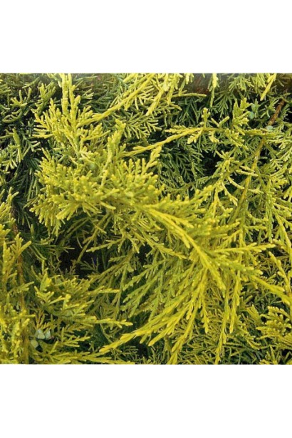 Juniperus Голден Спрінг хвоя